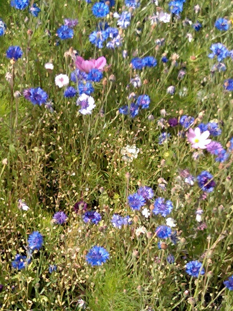 2012-08-04 14.07.14.jpg - Il giardino.